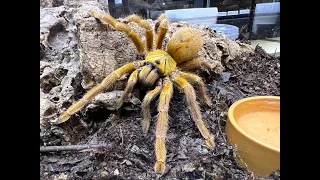 Pterinochilus murinus, OBT , Orange Bitey Thing  rehouse and care of a LARGE  OBT