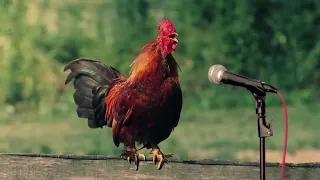 Funny Chicken Song and Rooster Dance 4 - Chicken Dance & Chicken Videos 2024 🐔 🐓