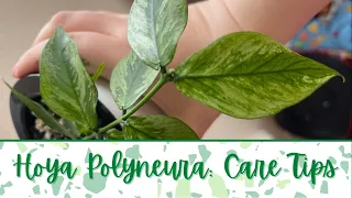 Propagating Hoya Polyneura/Hoya Polyneura Care