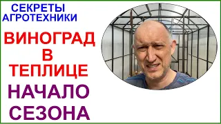 Начало сезона. Убираю зимнее укрытие винограда в теплицах