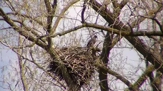 Grand River Eagles