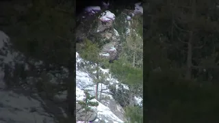 Bezoar Ibex Hunt in Anamur, Mersin, TURKEY.