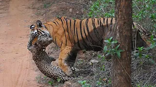 Die Kraft der Tiger - Beängstigende Tigerangriffe auf wilde Tiere || Tiger vs Mensch, Leopard,..