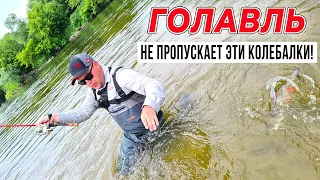 ГОЛАВЛЬ в ЧЕРНОЗЕМЬЕ - не пропускает колебалки мимо! / Часть #1