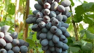 Виноград  Декабрьский (Grapes Dekabr'skiy) 2015