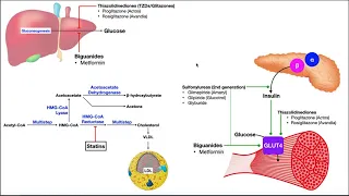 Pharmacology of Diabetes Mellitus | Mechanisms of Action