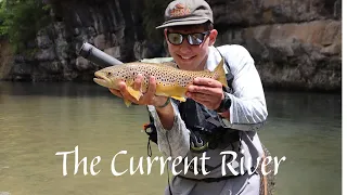 FLY FIHING THE CICADA HATCH I Missouri Fly Fishing