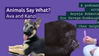 Animals Say What? Ava and Kanzi