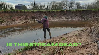 After the fish kill -Is there a chance this lovely lowland stream recovered to its former glory?