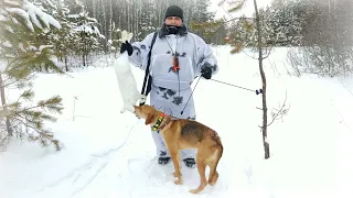 Предновогодняя охота на зайцев с Русскими гончими!