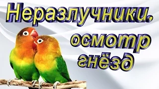 #Неразлучники, осмотр. Сюрприз от старушки Маши