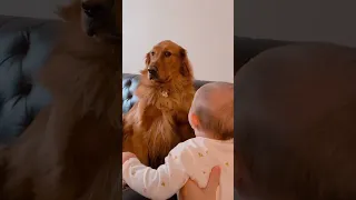 Adorable Golden Retriever Pretends Not To Notice New Baby