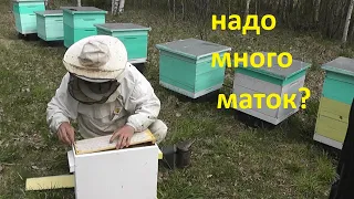 Вывод маток. Как получить много принятых личинок.