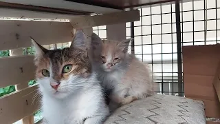 Mother Cat and Kitten living on the street. Kitten is so cute.