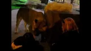 Lion wants to eat baby in San Diego Zoo