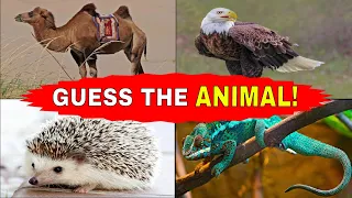 Guess 100 Animals In 3 Seconds! /Animal Quiz Challenge!