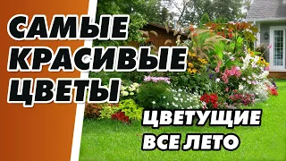 САМЫЕ КРАСИВЫЕ ЦВЕТЫ ЦВЕТУЩИЕ ВСЕ ЛЕТО. Многолетние САДОВЫЕ ЦВЕТЫ #красивые #цветы #сад #cusenus