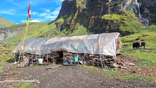 Himalayan Village Life | The Making Process of Ghee in the Himalayan Yak Farm | Dolpa | Nepal🇳🇵|