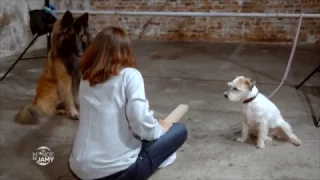 Le meilleur du Monde de Jamy - Les animaux ont-ils le sens de l'injustice ?