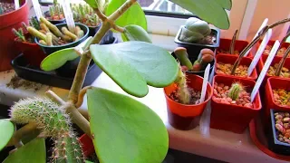 How to Care for and Grow The Sweetheart Plant - Hoya Kerrii