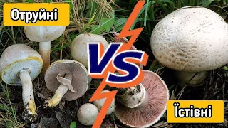 Як відрізнити їстівні печериці від отруйних 🍄