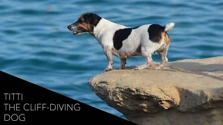 Titti: Malta's Cliff-Diving Dog