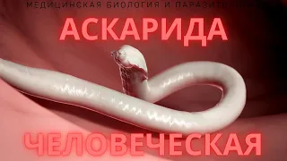 Аскарида человеческая (Ascaris lumbricoides) - Жизненный цикл, Симптомы, Диагностика, Размеры