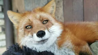 What is important to know about keeping a fox as a pet