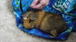 THE MOST LOVING GUINEA PIG!