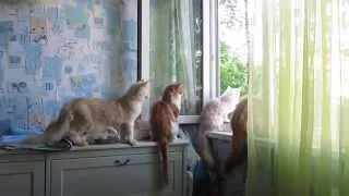 Cats are very curious.