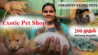 ₹200 ரூபாய் முதல் Exotic Pet Animals || Hedgehog | Gerbil | Hamster | Mice | Coimbatore