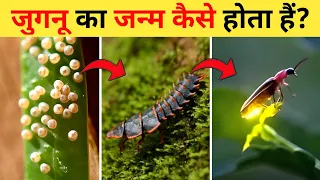 जुगनू का जीवन चक्र | Firefly Life Cycle Video | Life Cycle Of Firefly In Hindi | Jugnu Ka Janm