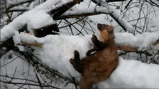 Охота проходными капканами на куницу.