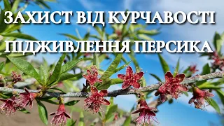 Курчавість персика. Схема обробок і які препарати працюють. Вносимо добрива.