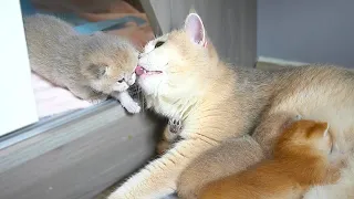 Mom cat cheers kitten Shan go out the nest to nurse with his siblings