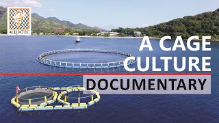 Marine Aquaculture in Indonesia | A Cage Culture Documentary