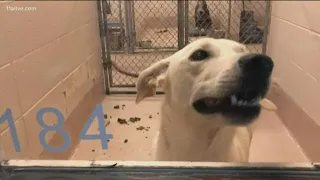 Gwinnett Co. Animal Shelter taking in animals from the coast