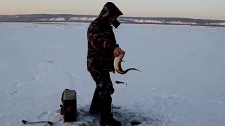 Big fish! Ice fishing in Russia