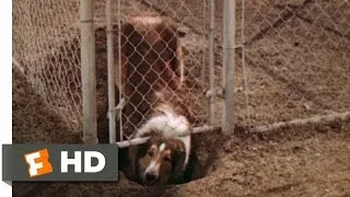 Lassie Come Home (2/10) Movie CLIP - The First Escape (1943) HD