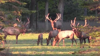 Benezette, PA Elk Rut 2020