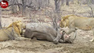 Male Lions Take Down Rhino