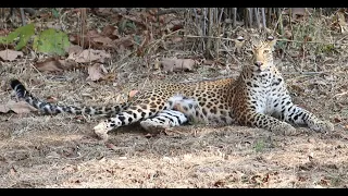 Tadoba and Pench Tiger Safari for four_March 2024_Trips 2&3 (Kolara Gate, Tadoba)_March 13 AM & PM