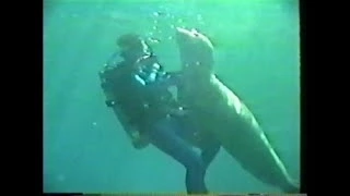 Elephant seal falls in love with scuba diver in Mexican sea