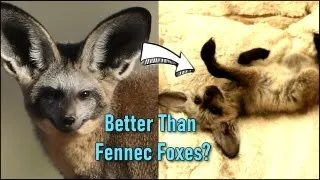 I Bought the "Best" Pet Fox Species