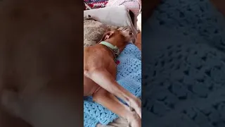 vizsla Velcro dog showing love and talking