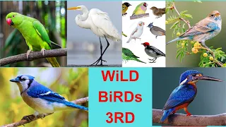Wild Birds 3RD ।। Nature ।।