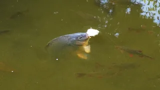 Surface fishing ! Big grass carp going for the bait.