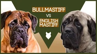 BULLMASTIFF VS ENGLISH MASTIFF