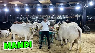 Aaj Ham Mandi chale gaye🐄 | Janwar Pasand aa Gaya 😍