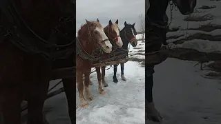 Закрываем зимний сезон,последние работы в санях.